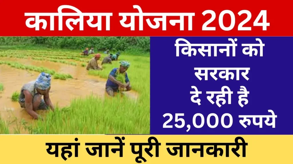 Kalia Yojana 2024