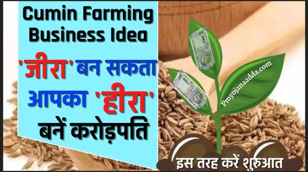 Cumin Farming Business Idea