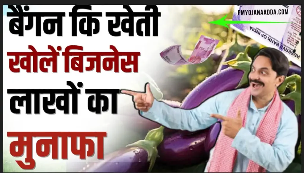 Brinjal farming Business Idea