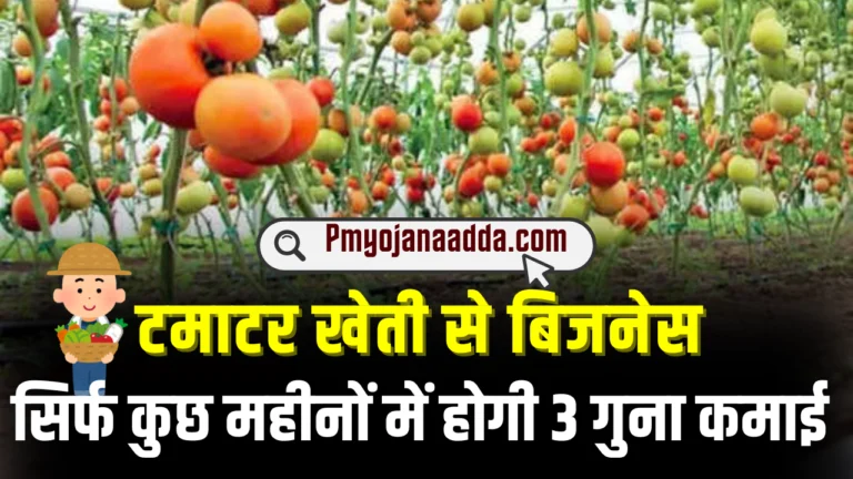 Tomato Farming Business Idea